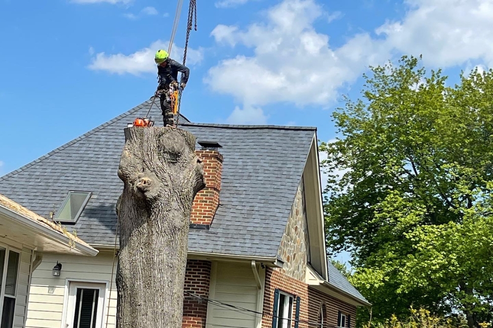 A team member from Absolute Tree prepares a tree for removal in Fairfax, Virginia.