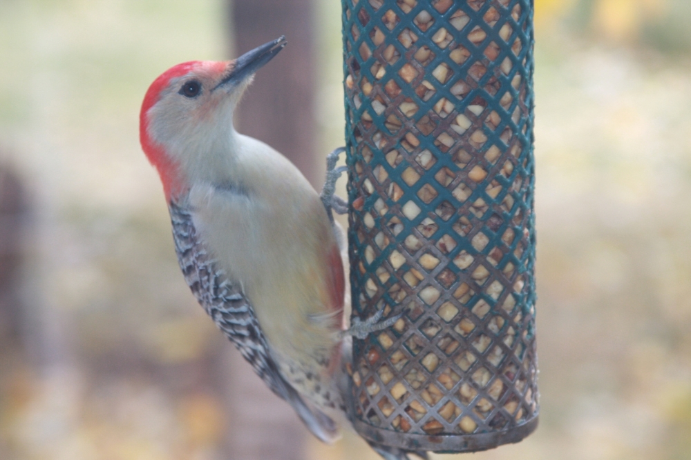 A red-bellied woodpecker hammering a hole in a tree. (Alternative: The Virginian native red-bellied woodpecker)