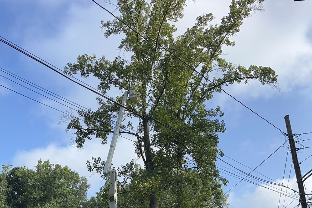 An arborist in a bucket truck works to remove a tree near power lines in Fairfax, VA.