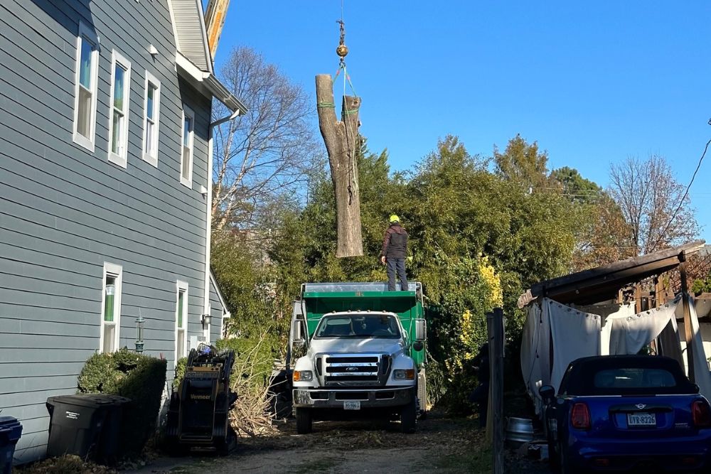 The Absolute Tree crane lowers a piece of a tree into a truck in a yard in Arlington, VA.