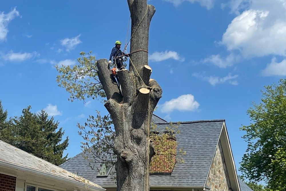 A climber in a tree for Absolute Tree assists in removing a tree in a yard in Alexandria, VA.